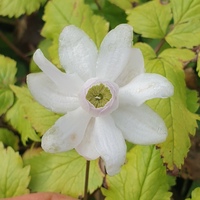 Anemonopsis macrophylla 'Alba'